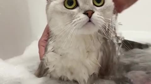 Who said cats don't bathe?