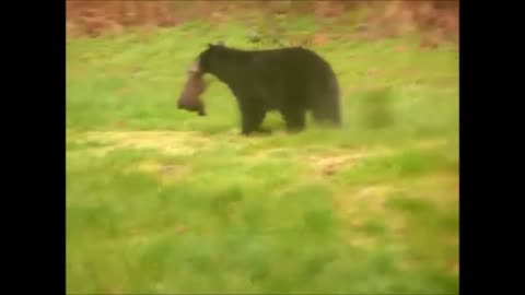 Cutest Baby Bear Cubs Playing - CUTEST Compilation-2021-#Manusaiyed