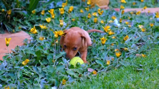 Dog Licking a Balls😊