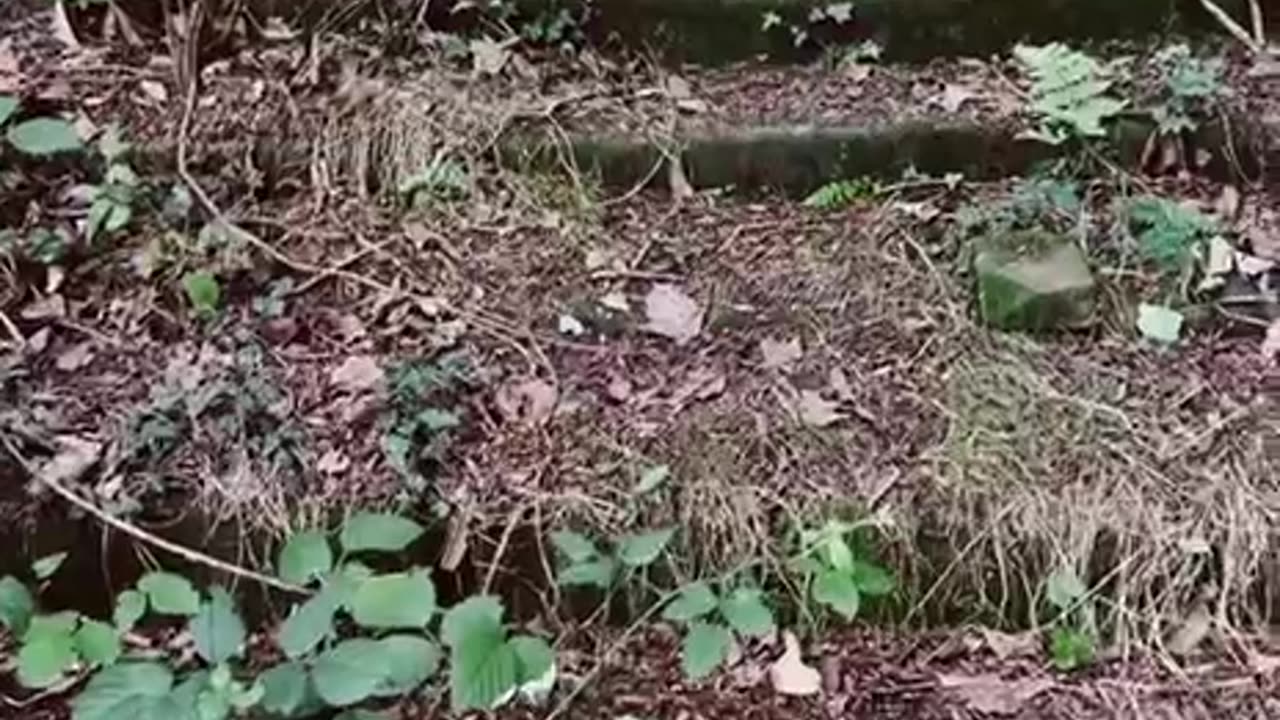 Deep in Scottish woodland lies this old Chapel and Crypt.