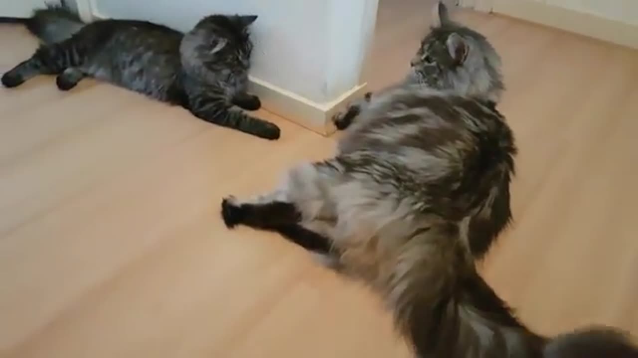 Maine coon vs Norwegian forest cat