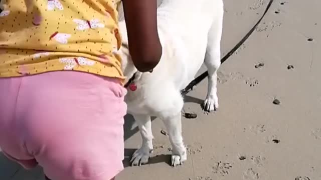 Doggos Have Fun At The Beach