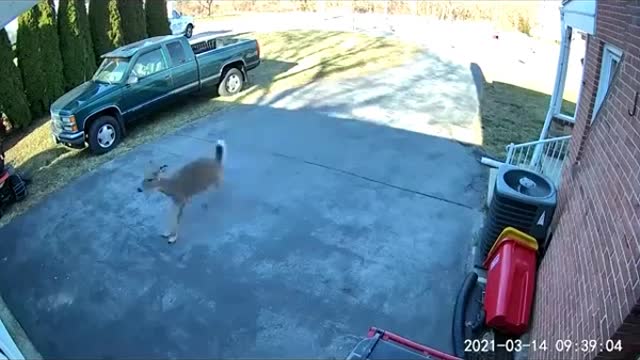 Mad deer