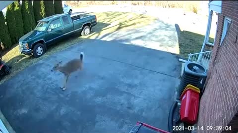 Mad deer