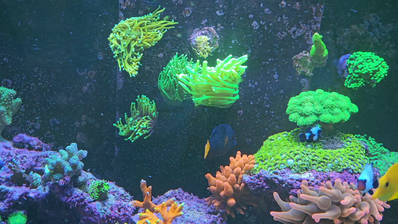 Ultimate Guide to Torch Coral Care