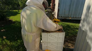 Honey Harvest June 2021 with Goldie from 2 Bears Second Hand Gympie