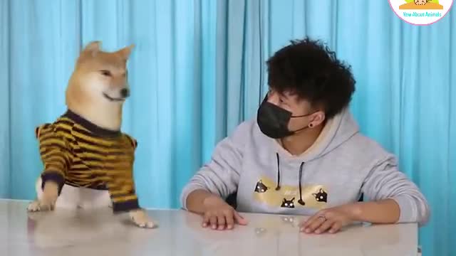 Funny Dog and the master