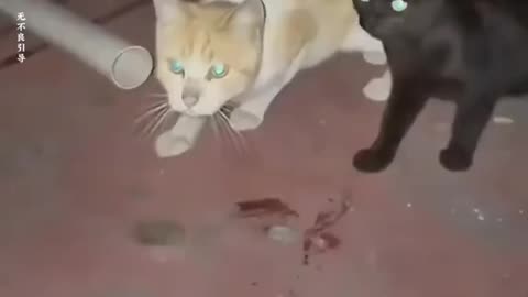 Funny cats