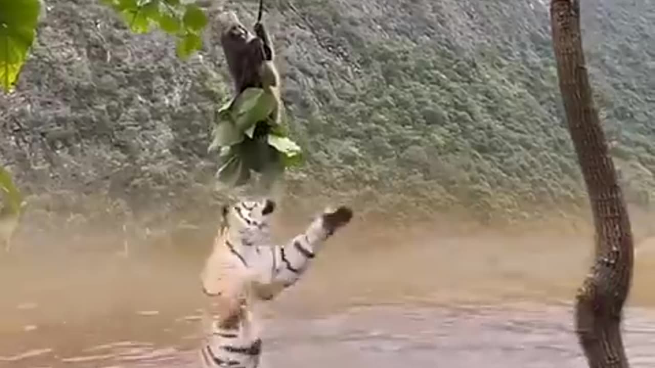 Too close distance between monkey and tiger