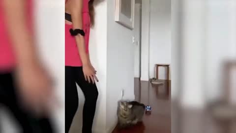 Scaring the kitten (Very funny)