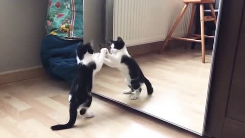 Funny cat vs mirror