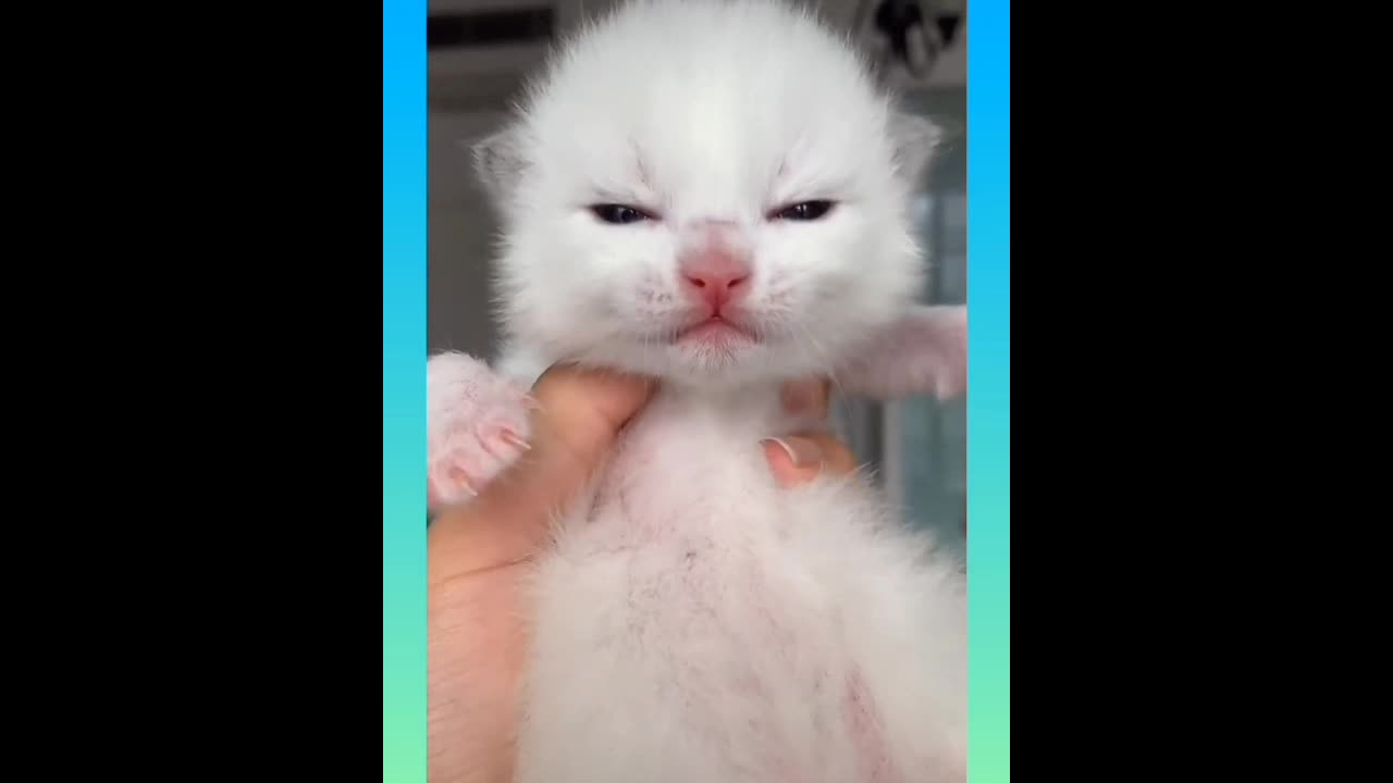 cute cat funny videos