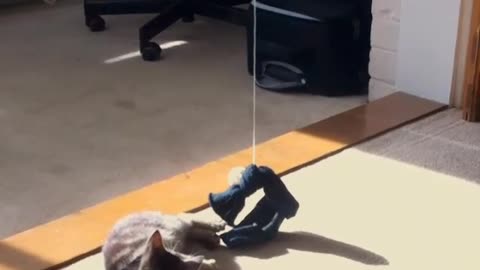 Cat plays with hanging toy and does a flip in mid air.