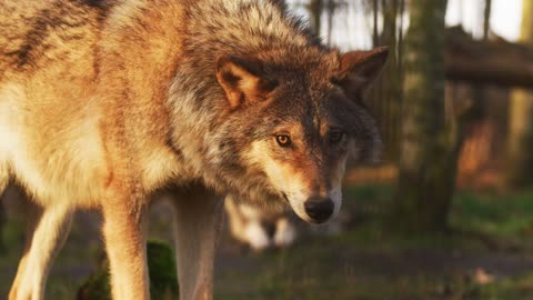 cute wolf in forest