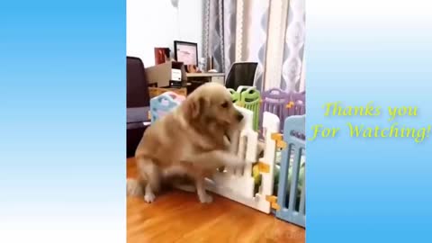 Best dog and cat moments