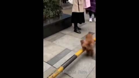 Cute Funny Cats Animal Awesome Video Movie