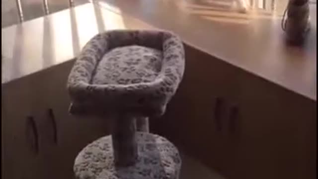 Best Funny Tik Tok US UK Compilation
