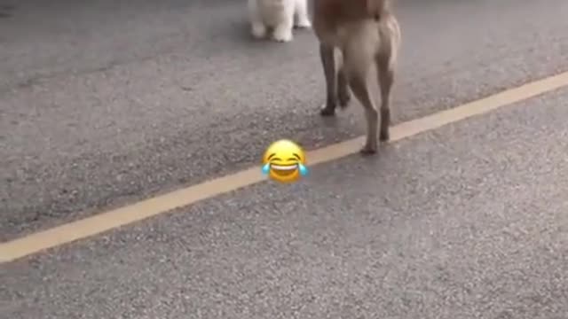 Try Not To Laugh Funny Cat Dog