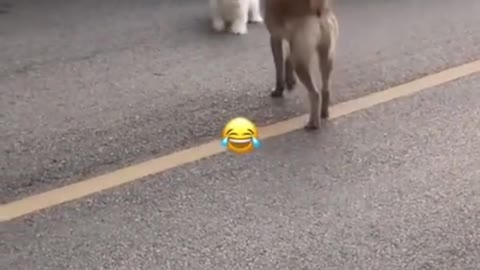 Try Not To Laugh Funny Cat Dog