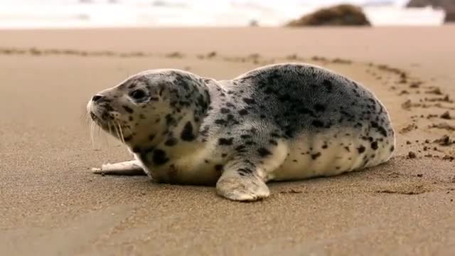 cute penguin 🐧 and seal 🦭 video