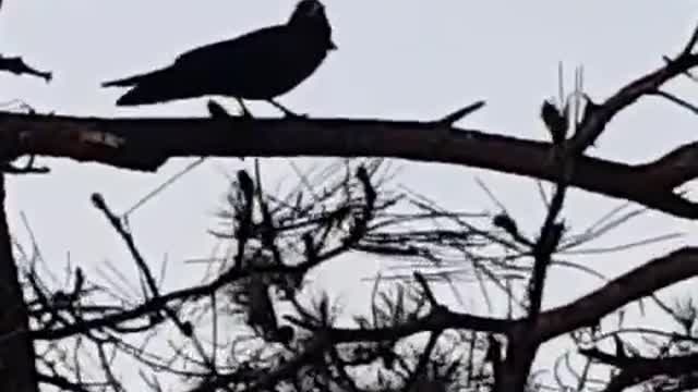 The sound of the crow in Taejongdae, Yeongdo, Busan, Korea