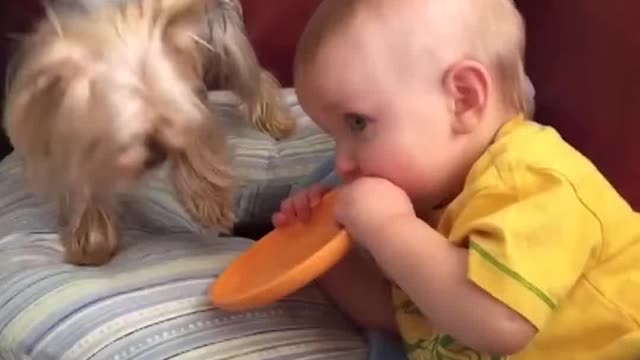 Funny babies annoying dogs - Cute dog &amp; baby compilation Viral TRND Videos