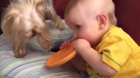 Funny babies annoying dogs - Cute dog &amp; baby compilation Viral TRND Videos