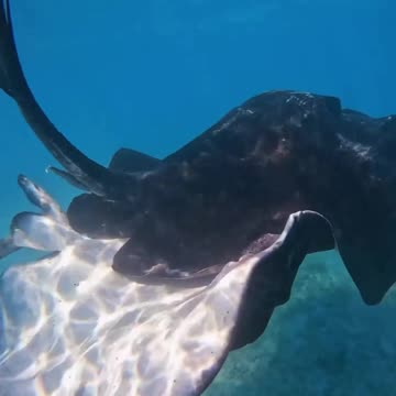 Fish In The Water #Fish_In_The_Water#animals_Nuture #tortoise #Recpect #Fish