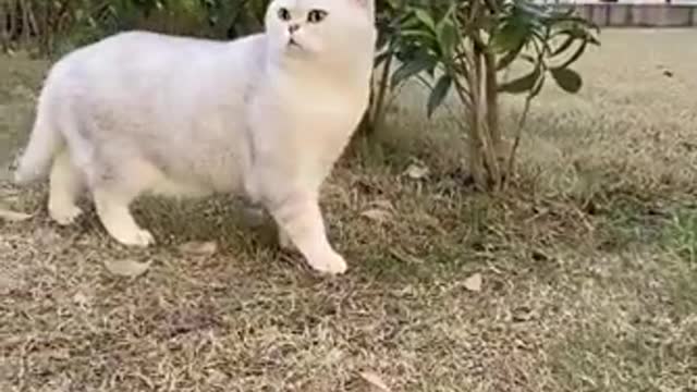 #Funniest​ Animals Real 😹 - Best Of The 2020 #Funny​ Animals Videos