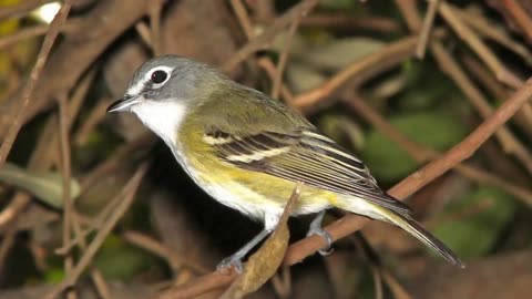 Solitary Vireo Sound Video