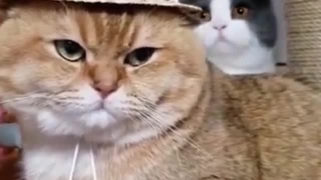 Funniest cats, don't try to contain laughter, the life of funny cats