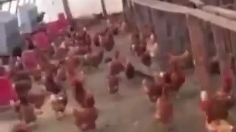 Don't Underestimate CHICKENS