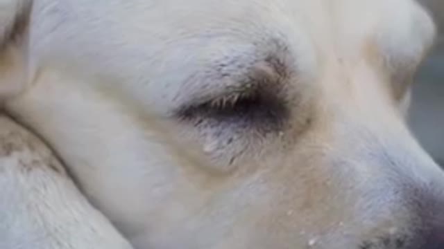 dog work