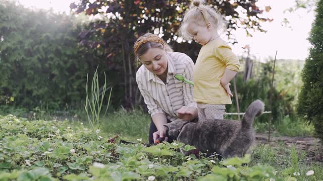 Wonderful cat helping mommy