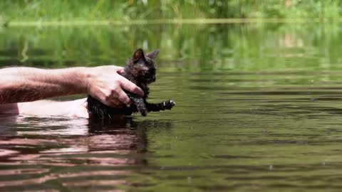 Man teaching kitten to swim in a river