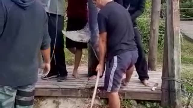 largest fish caught on the beach of gamboa - garopaba