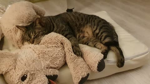 Sleepy cat in cozy mood