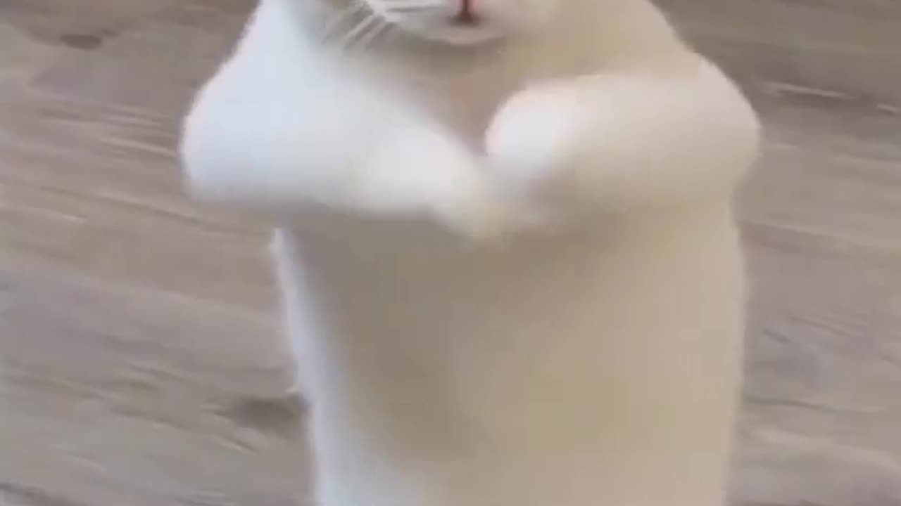 Cat enjoying in funny mood