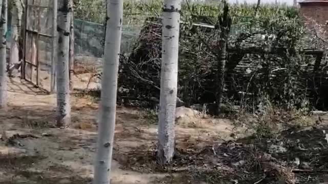 Many poplar trees are neatly lined up, which is really wonderful