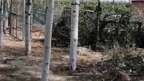 Many poplar trees are neatly lined up, which is really wonderful