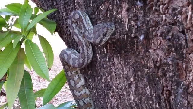 8ft Carpet Python released