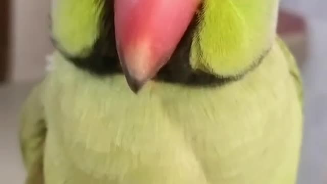 Gumnam h koi..😈 Funny and Cute Parrot..😜 Try not to laugh