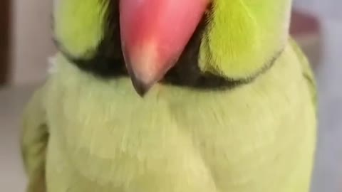 Gumnam h koi..😈 Funny and Cute Parrot..😜 Try not to laugh