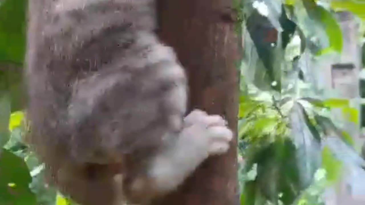 Little babies climbing trees in a row😮😮😮