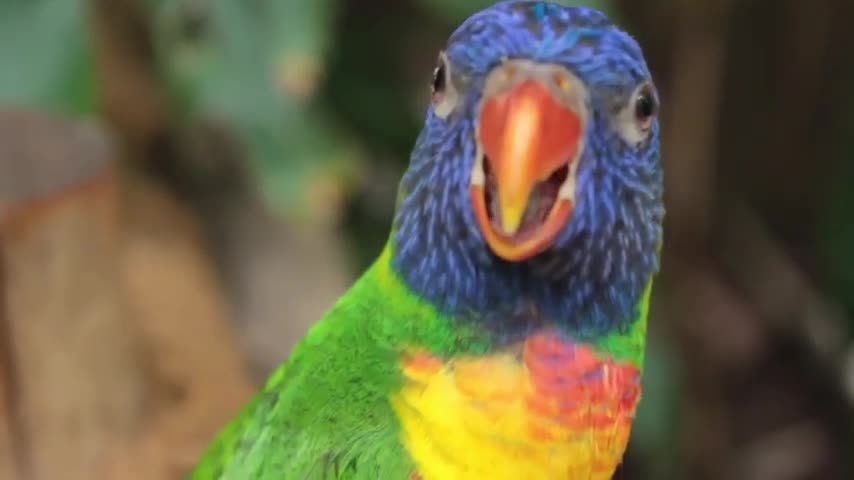 Baby Animals 🔴 Funny Parrots | Cute Birds Compilation (2021) | sweet voice parrots