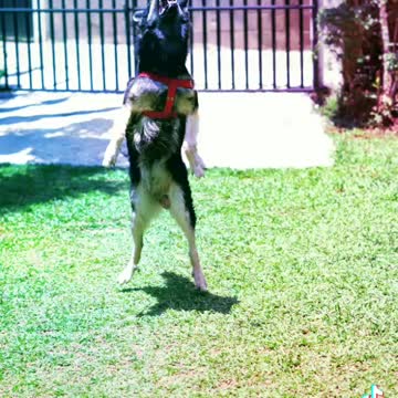 Angry with drone ...Part two