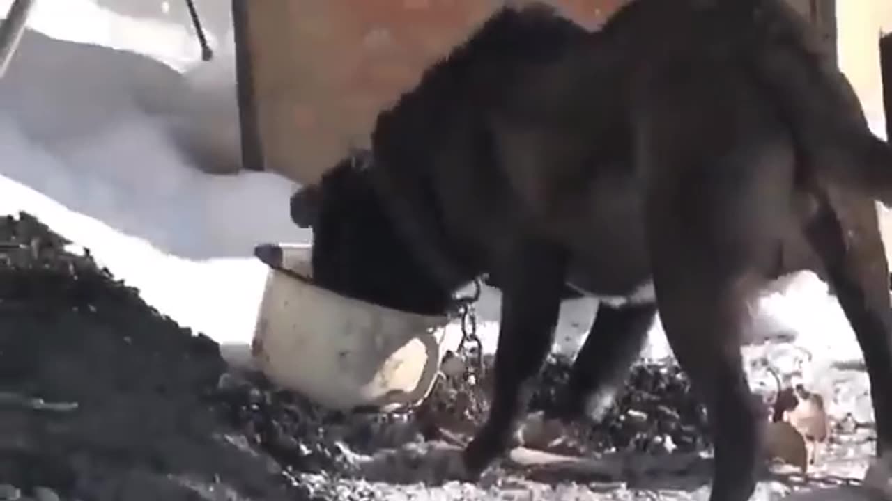 Dog