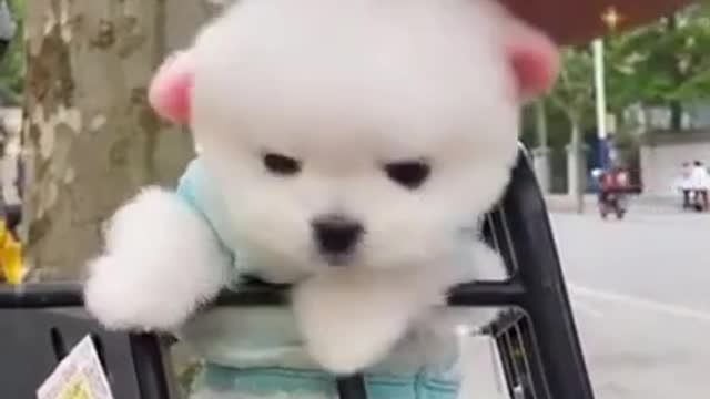 Funny and Cute Dogs Videos Compilation. #shorts #2021 #short 101