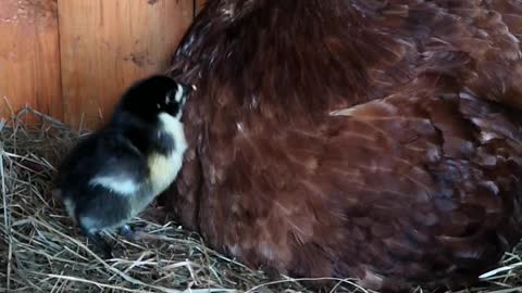 Even Chickens Are Struggling With Naughty Kids in Isolation