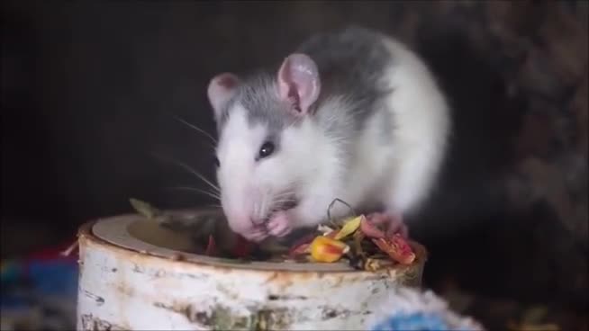 mouse